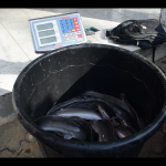 Economie : La Fondation Rigobert Song livre ses premiers poissons 